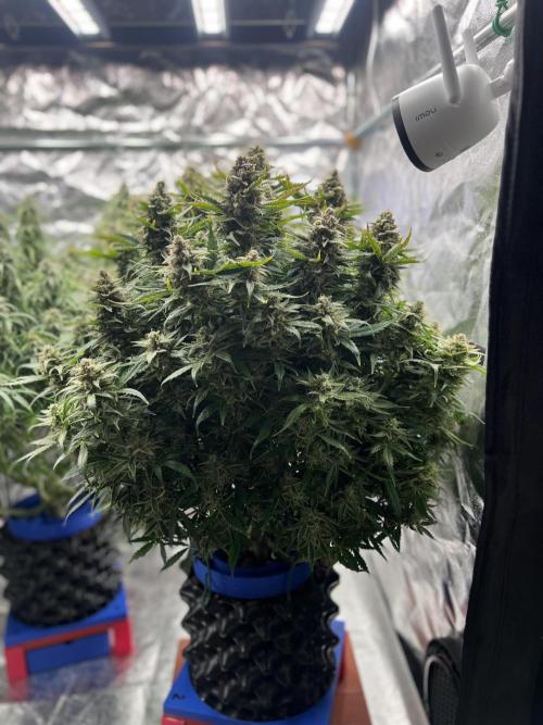 Nuka seeds Gorilla Auto. Week 14 - 2
