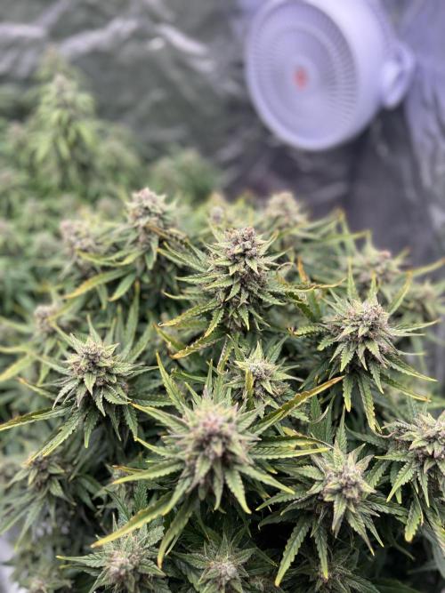 Nuka seeds Gorilla Auto. Week 14 - 2