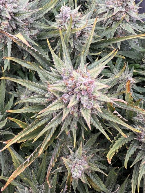 Nuka seeds Gorilla Auto. Week 14 - 2