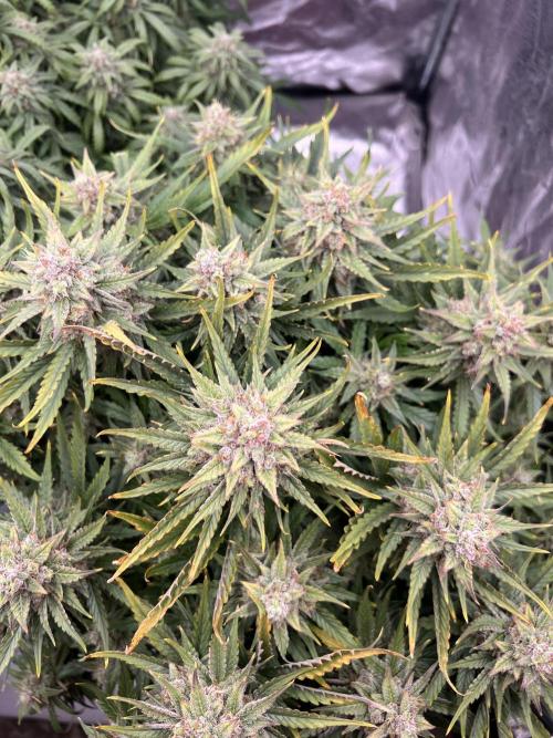 Nuka seeds Gorilla Auto. Week 14 - 2