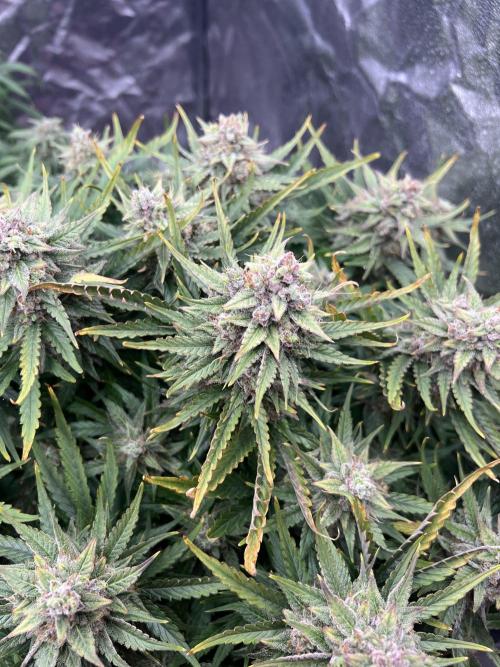 Nuka seeds Gorilla Auto. Week 14 - 2