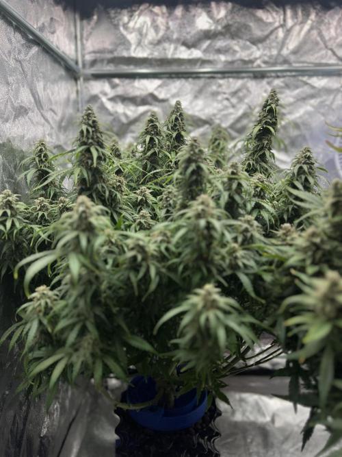Nuka seeds Gorilla Auto. Week 14 - 1