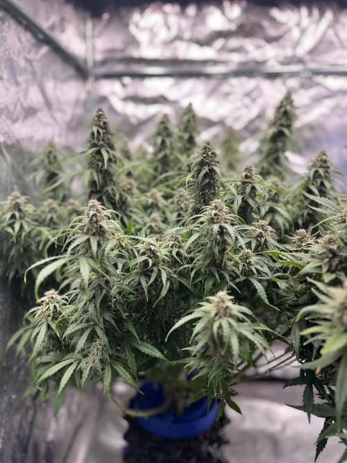 Nuka seeds Gorilla Auto. Week 14 - 1