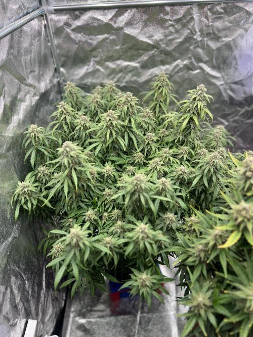 Nuka seeds Gorilla Auto. Week 14 - 1