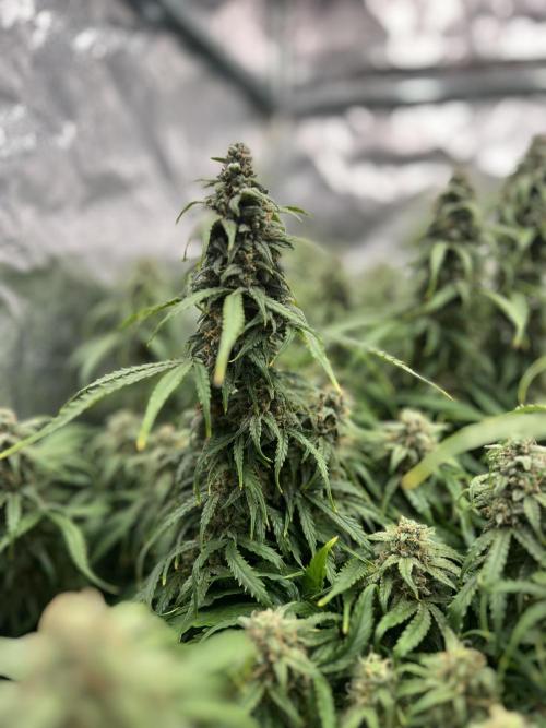 Nuka seeds Gorilla Auto. Week 14 - 1