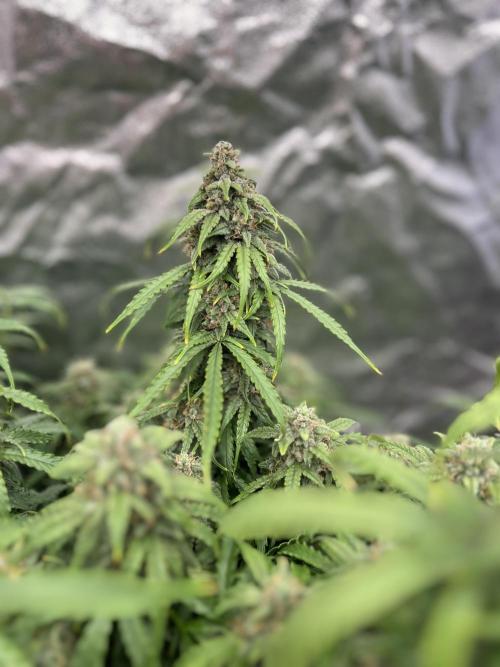 Nuka seeds Gorilla Auto. Week 14 - 1