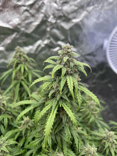 Nuka seeds Gorilla Auto. Week 14 - 1