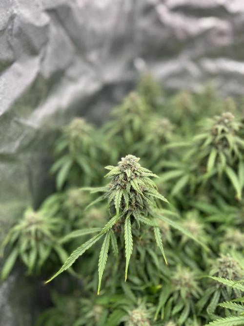 Nuka seeds Gorilla Auto. Week 14 - 1