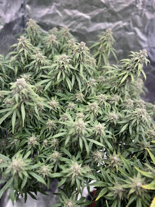 Nuka seeds Gorilla Auto. Week 14 - 1