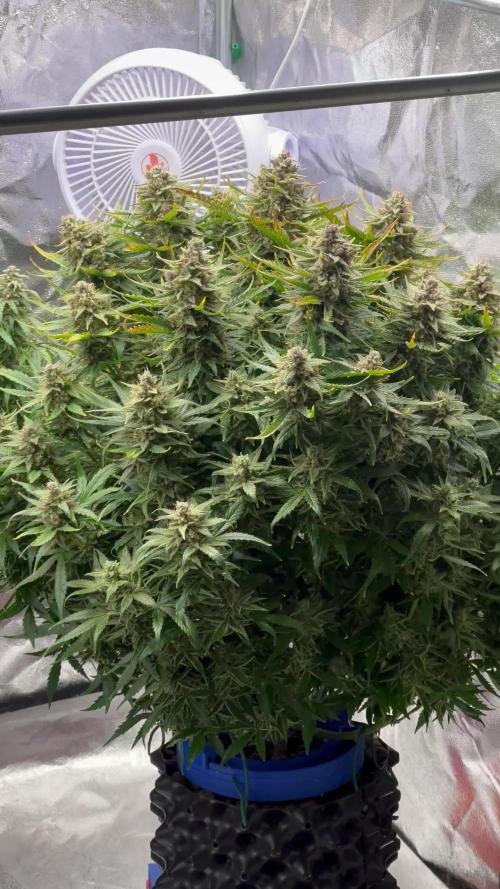 Nuka seeds Gorilla Auto