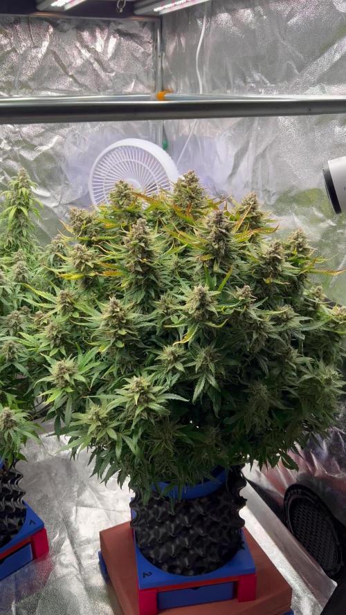 Nuka seeds Gorilla Auto