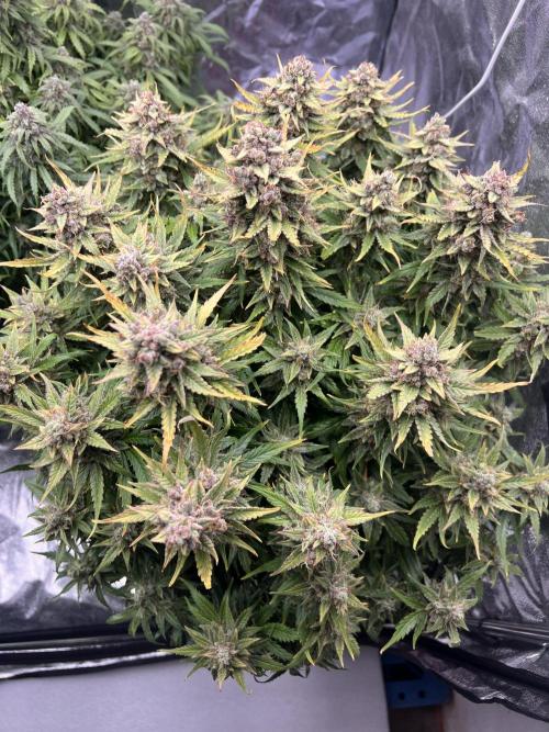 Nuka seeds Gorilla Auto. Week 15 - 2