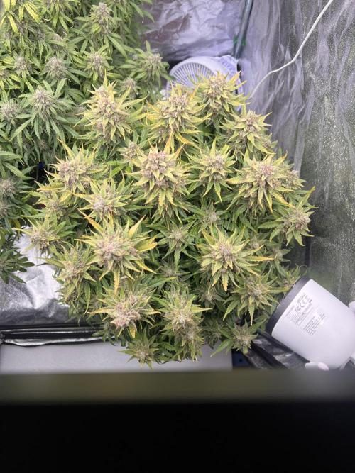 Nuka seeds Gorilla Auto. Week 15 - 2