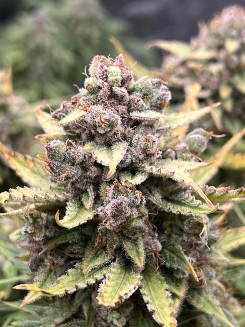 Nuka seeds Gorilla Auto. Week 15 - 2