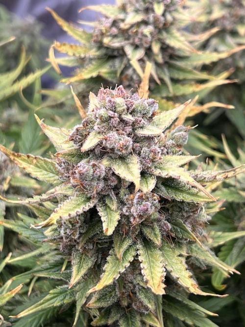 Nuka seeds Gorilla Auto. Week 15
