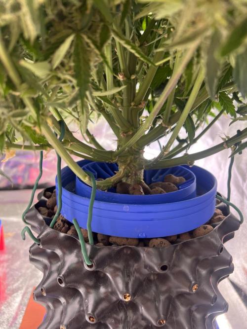 Nuka seeds Gorilla Auto. Week 15 - 2