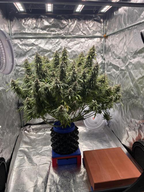 Nuka seeds Gorilla Auto. Week 15 - 1