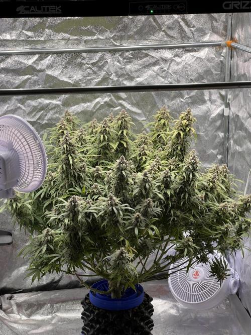 Nuka seeds Gorilla Auto. Week 15 - 1