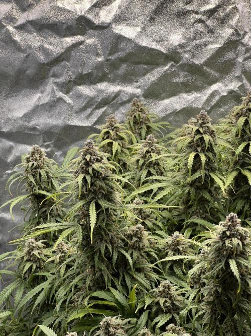 Nuka seeds Gorilla Auto. Week 15 - 1