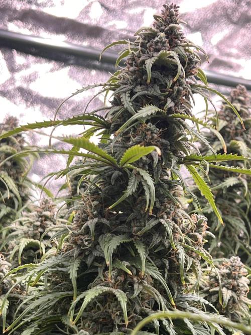 Nuka seeds Gorilla Auto. Week 15 - 1