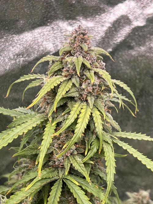 Nuka seeds Gorilla Auto. Week 15 - 1