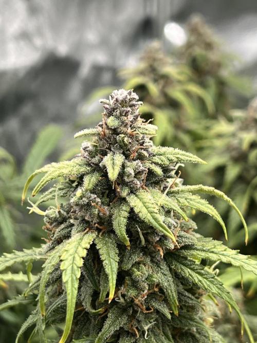 Nuka seeds Gorilla Auto. Week 15 - 1