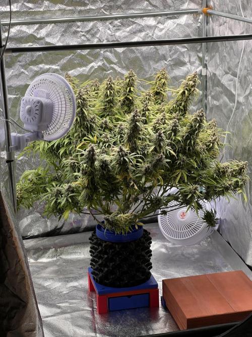 Nuka seeds Gorilla Auto. Week 16 - 1