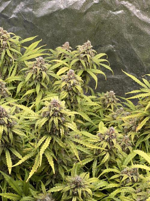 Nuka seeds Gorilla Auto. Week 16 - 1