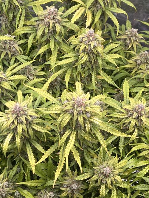 Nuka seeds Gorilla Auto. Week 16 - 1