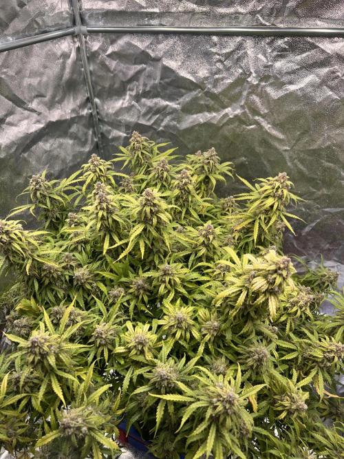 Nuka seeds Gorilla Auto. Week 16 - 1
