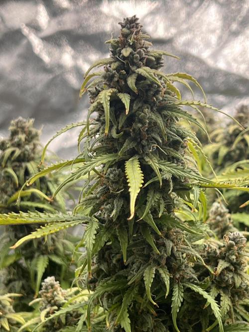 Nuka seeds Gorilla Auto. Week 16 - 1