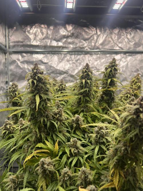 Nuka seeds Gorilla Auto. Week 16 - 1