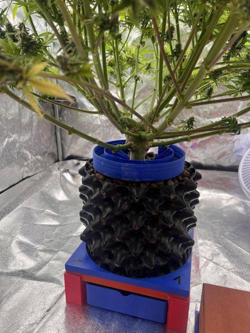 Nuka seeds Gorilla Auto. Week 16 - 1
