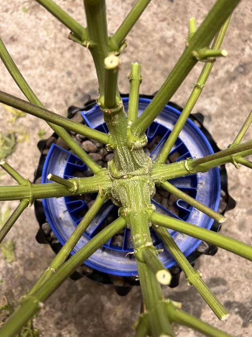 Nuka seeds Gorilla Auto. Week 17 - 1