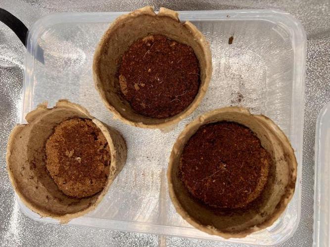 Nuka seeds Gorilla Auto. Week 0 - 4 Day