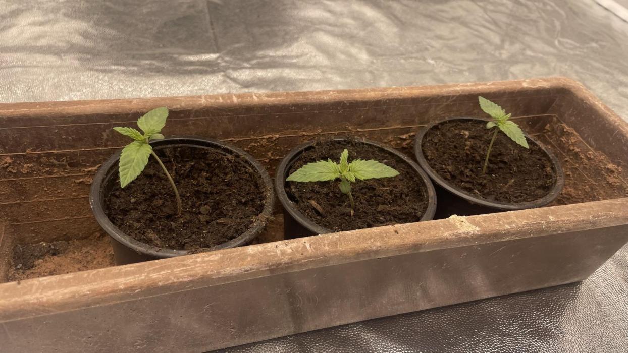 Sundae Driver. Week 1