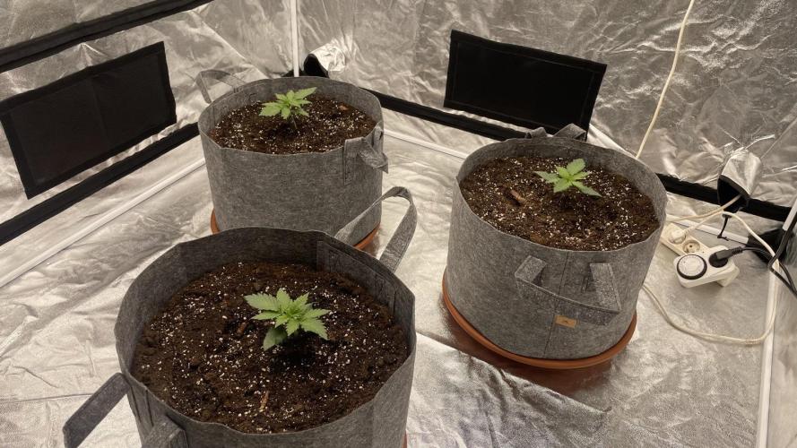 Sundae Driver. Week 2