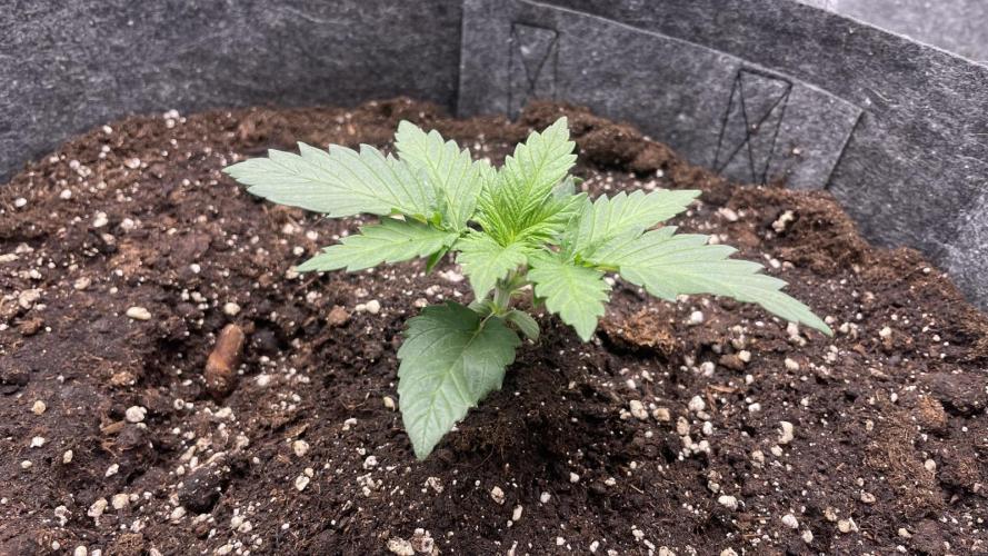 Sundae Driver. Week 2