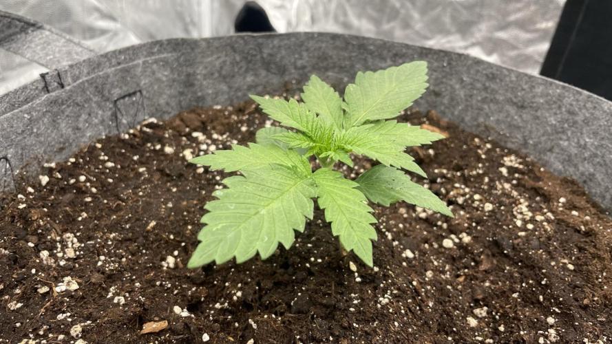 Sundae Driver. Week 2