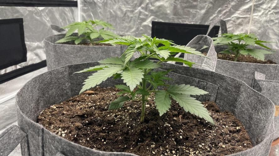 Sundae Driver. Week 3