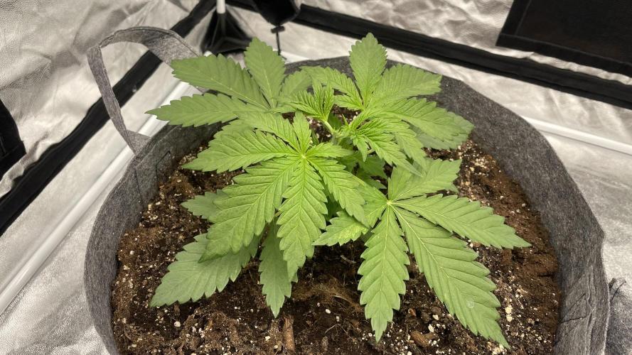 Sundae Driver. Week 3