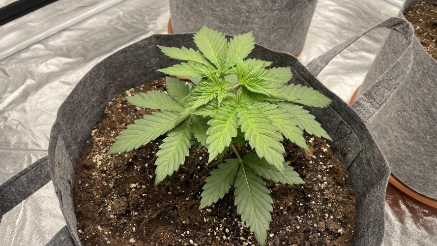 Sundae Driver. Week 3