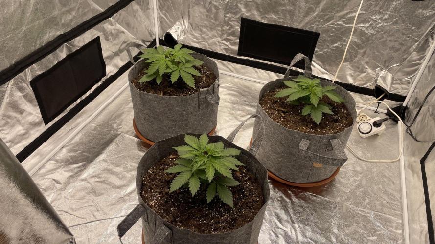 Sundae Driver. Week 3