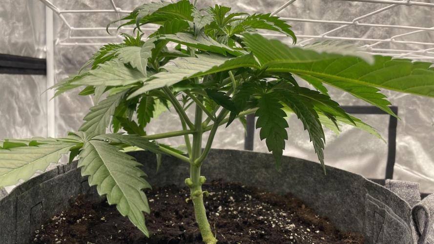 Sundae Driver. Week 4