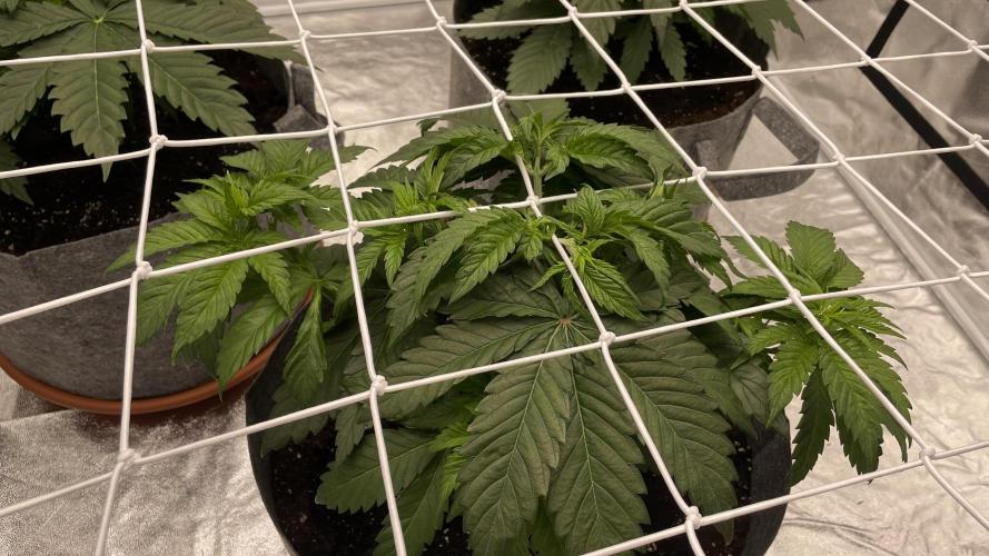 Sundae Driver. Week 4