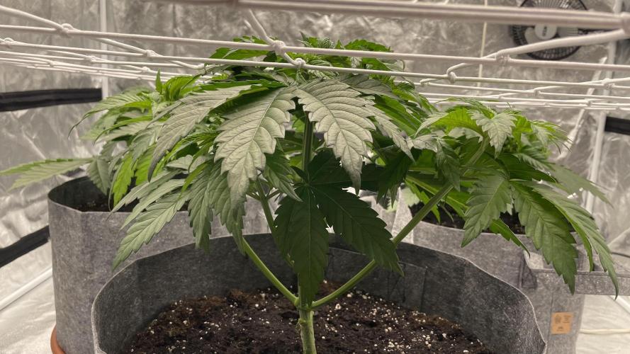 Sundae Driver. Week 4