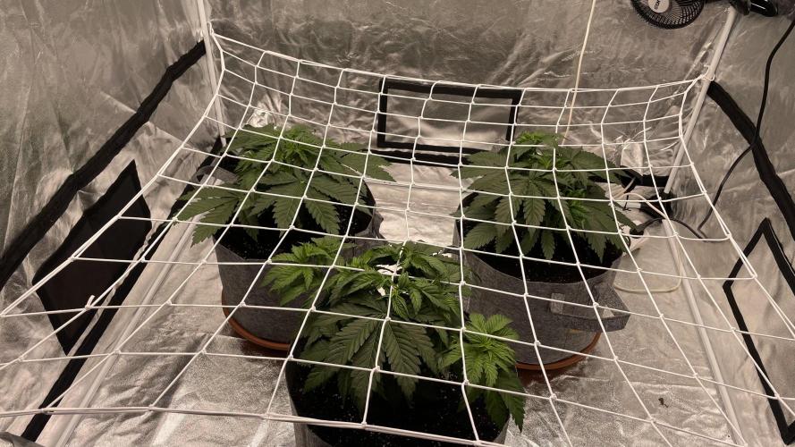 Sundae Driver. Week 4