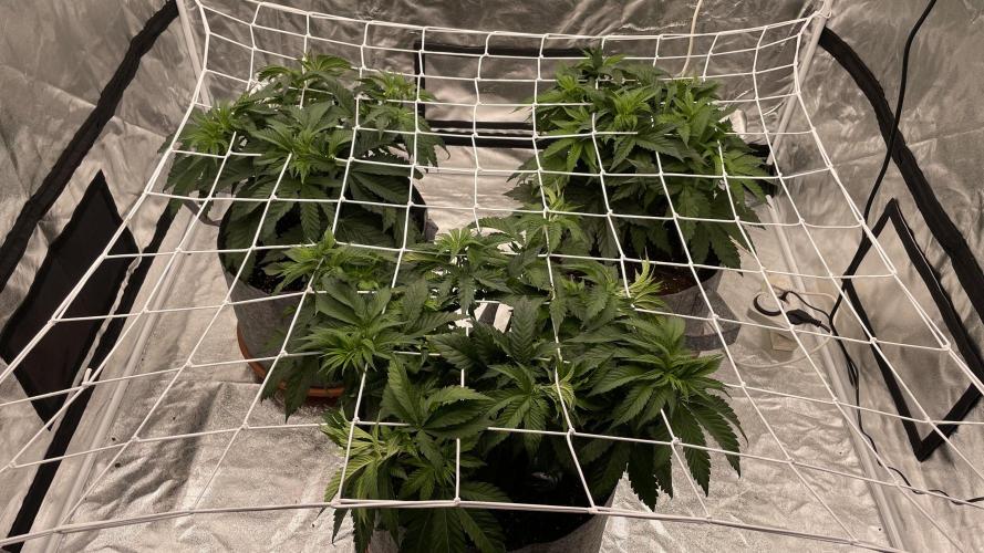 Sundae Driver. Week 5