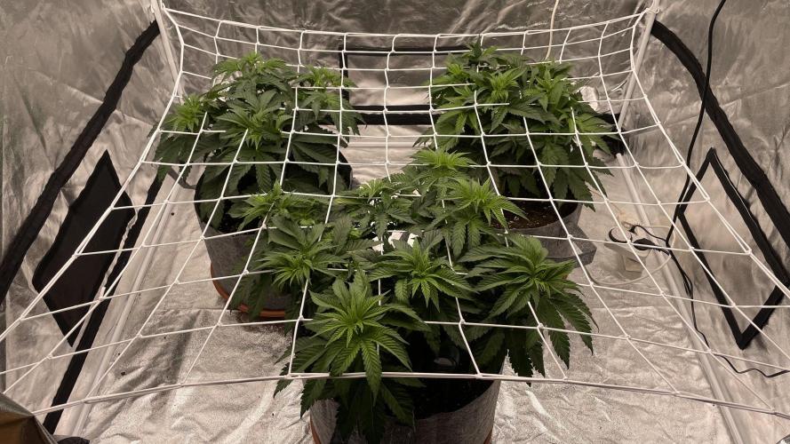 Sundae Driver. Week 5