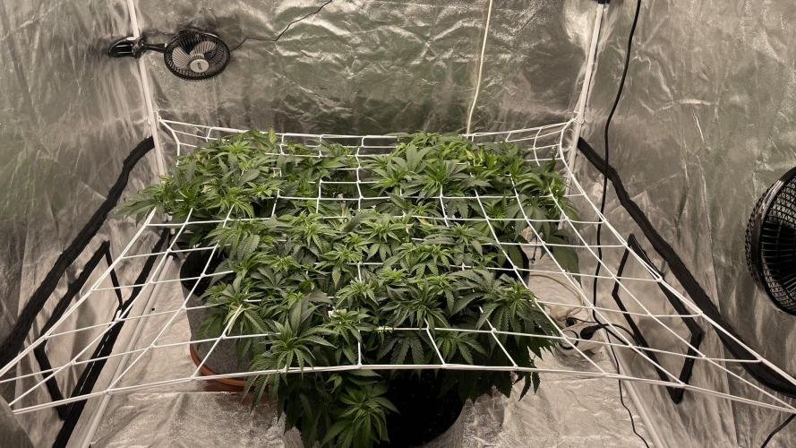 Sundae Driver. Week 6